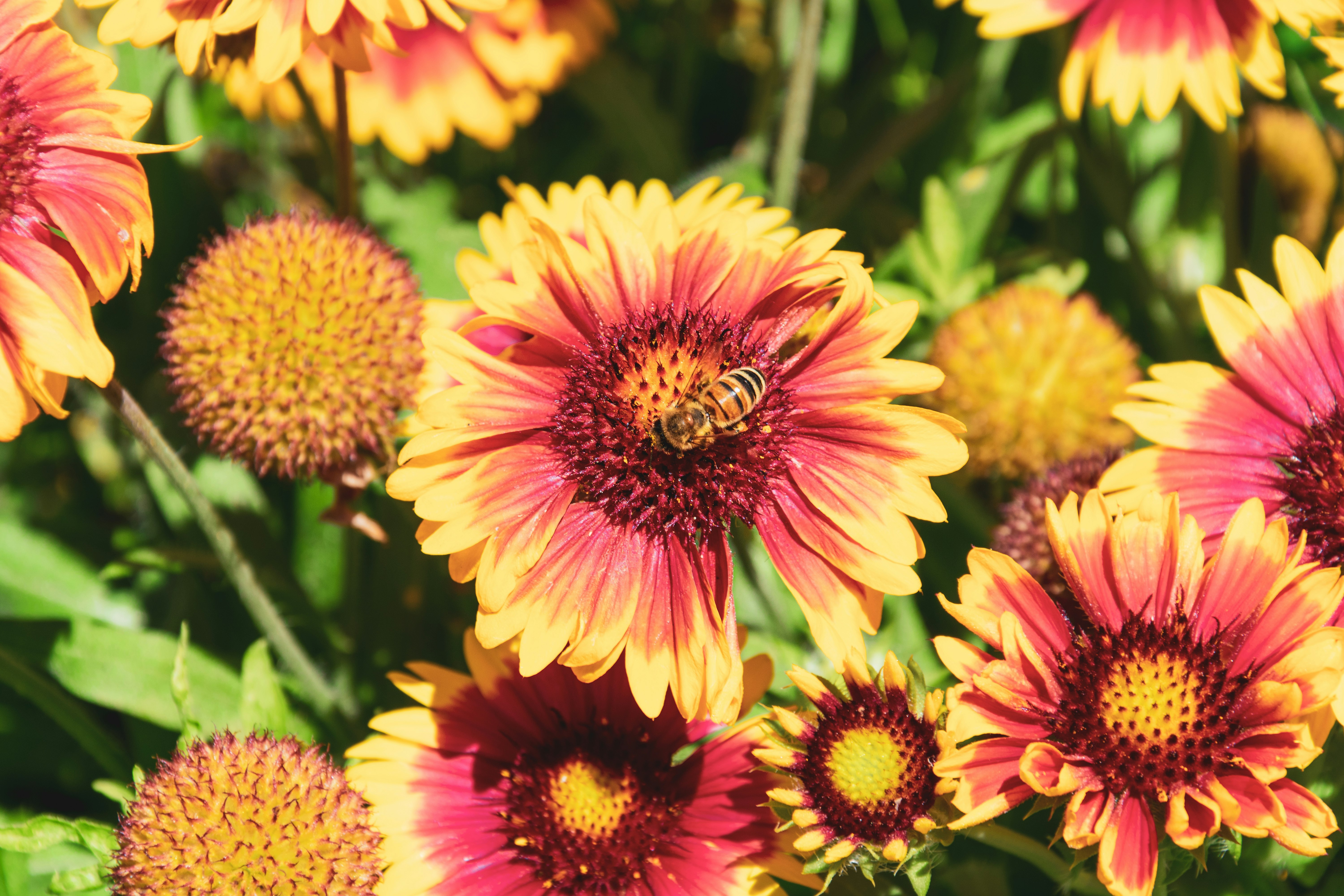 pink and yellow flower in tilt shift lens